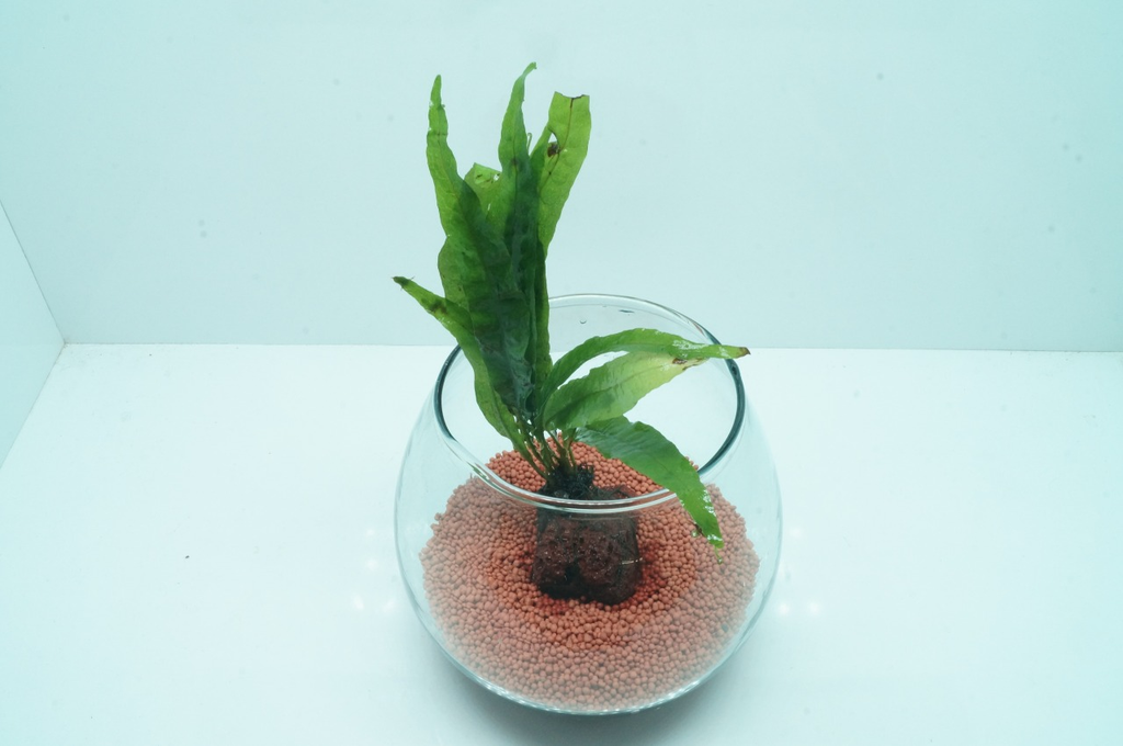 Java Fern - Wabi Kusa