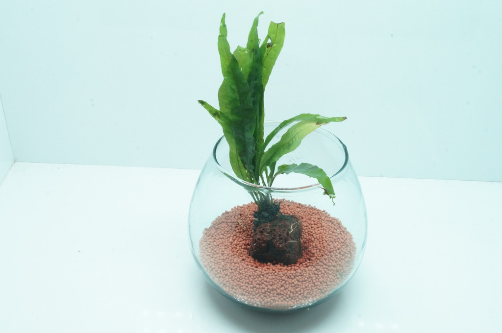 Java Fern - Wabi Kusa