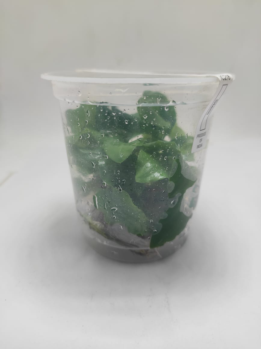 Lagenandra Meeboldii 'Green' TC - IC216