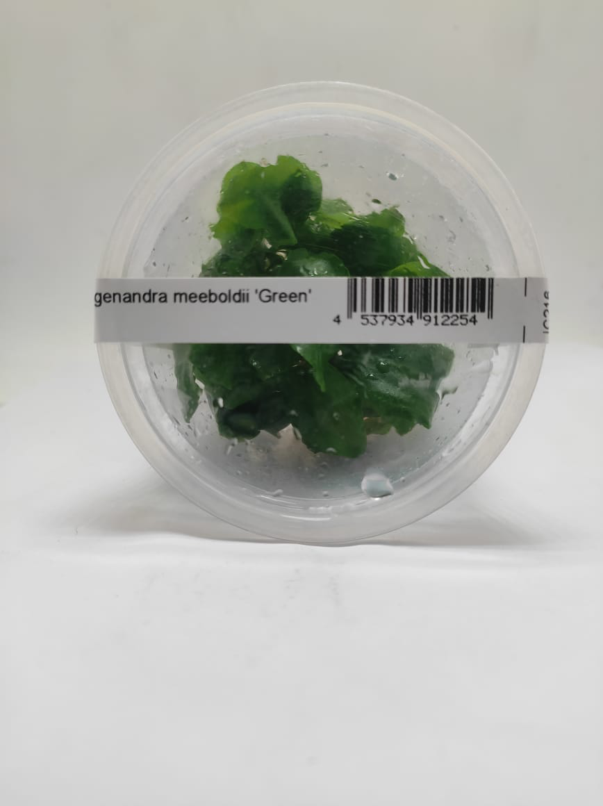 Lagenandra Meeboldii 'Green' TC - IC216