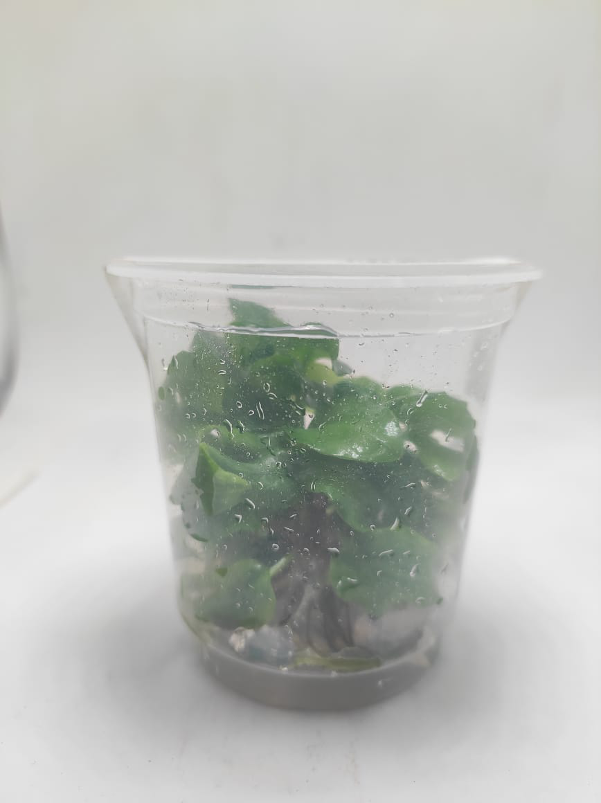 Lagenandra Meeboldii 'Green' TC - IC216