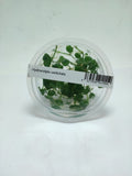 Live aquarium plant - Hydrocotyle Verticillata - IC015