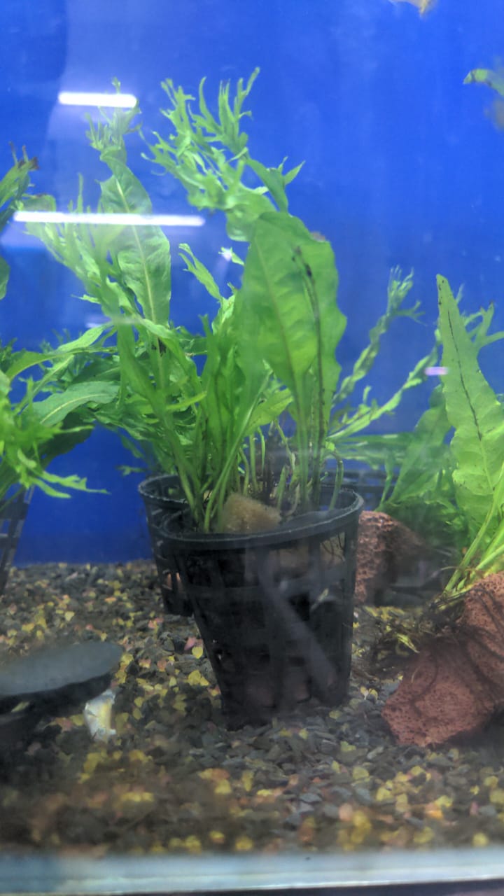 Windelov Fern - Wabi Kusa1 (1)