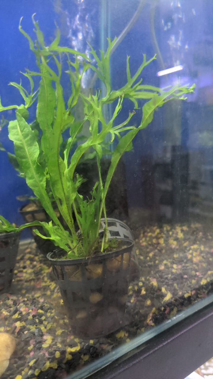 Windelov Fern - Wabi Kusa1 (2)