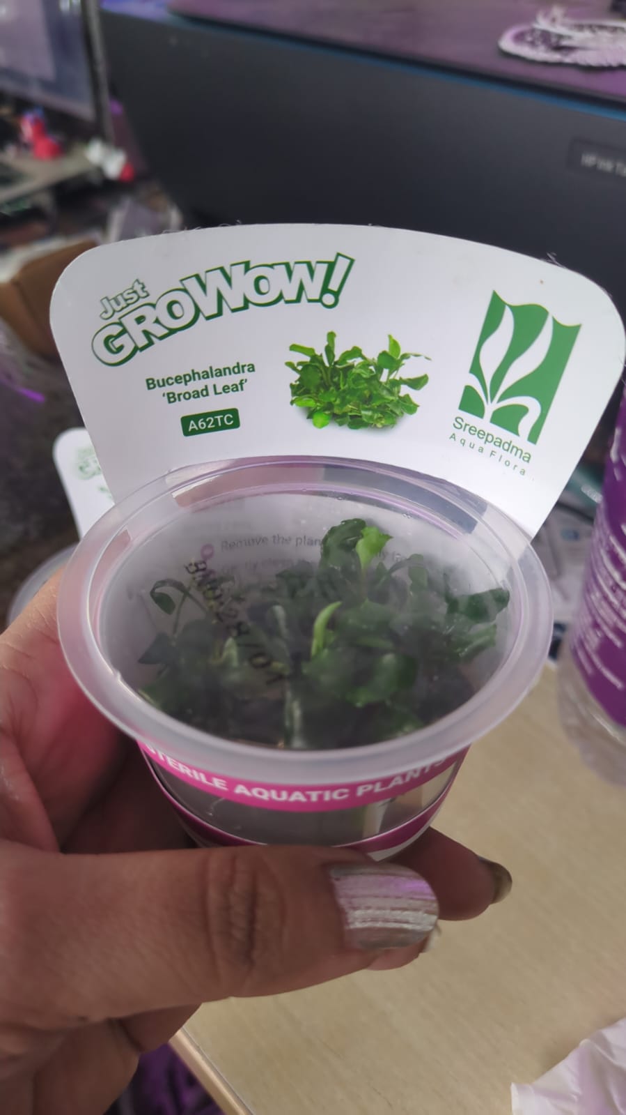 Bucephalandra "Broad Leaf" - A62TC