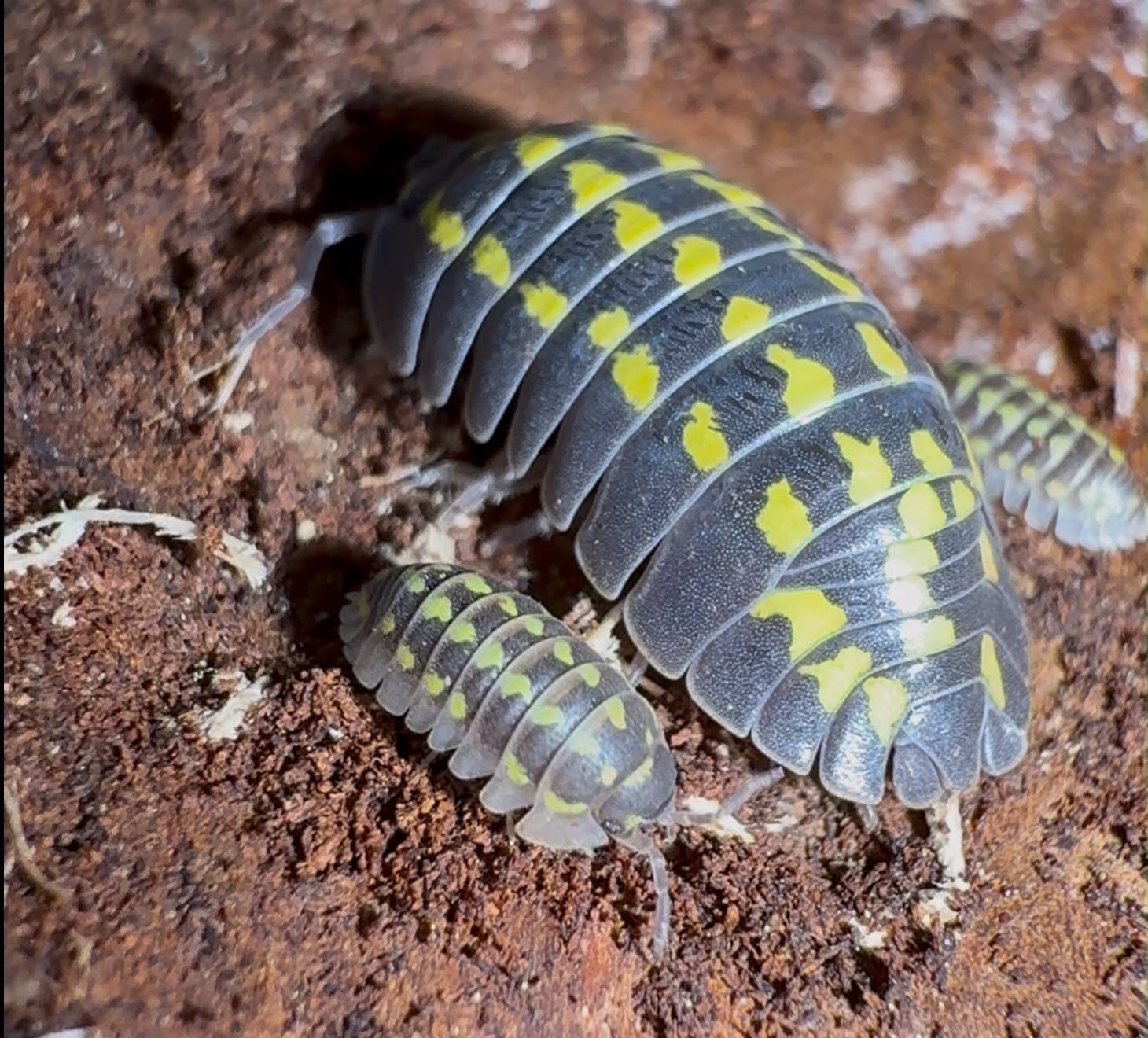 Gestroi Isopods – Armadillidium gestroi- Pack of 5