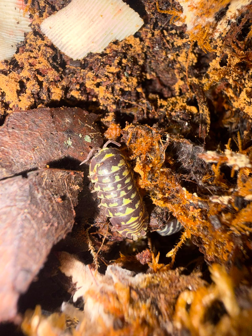 Gestroi Isopods – Armadillidium gestroi- Pack of 5