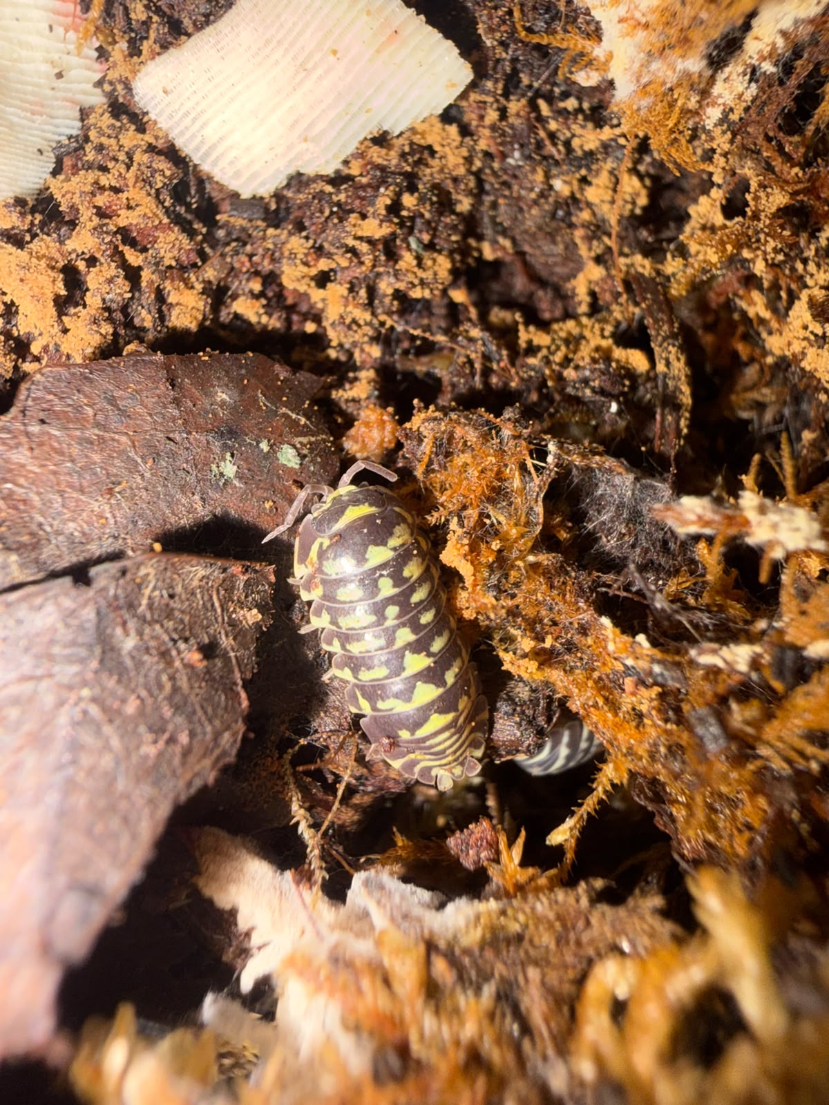 Gestroi Isopods – Armadillidium gestroi- Pack of 5