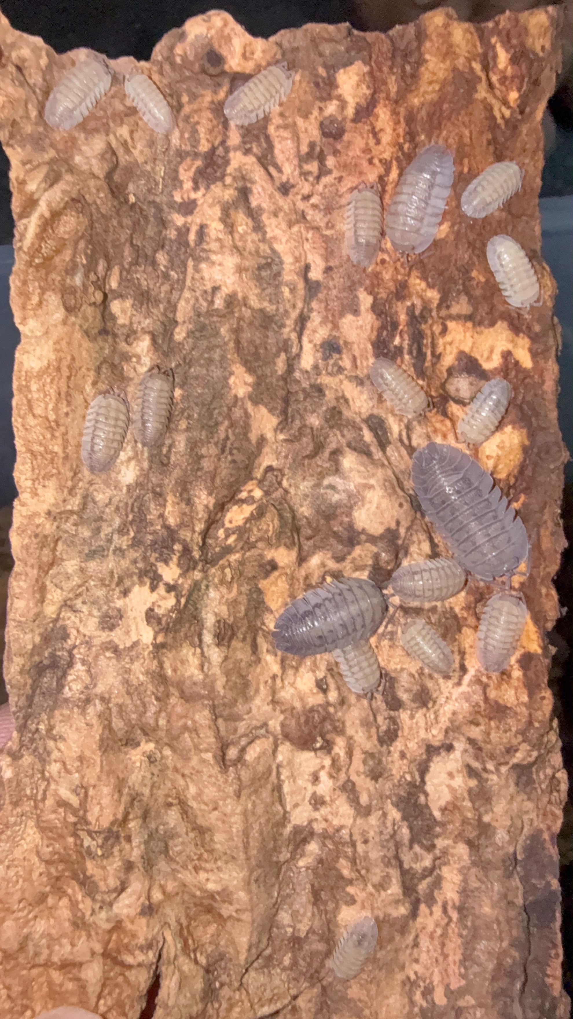Peraccae Isopods – Armadillidium peraccae - Pack of 5