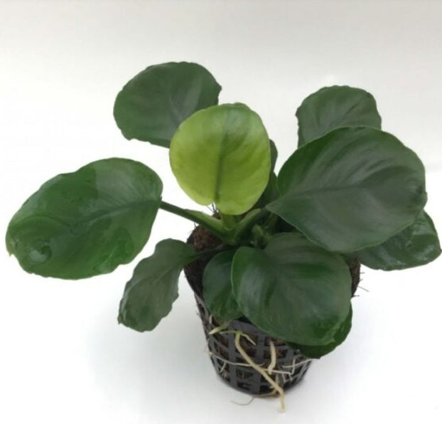 Anubias barteri ‘coin leaf’ - B21C