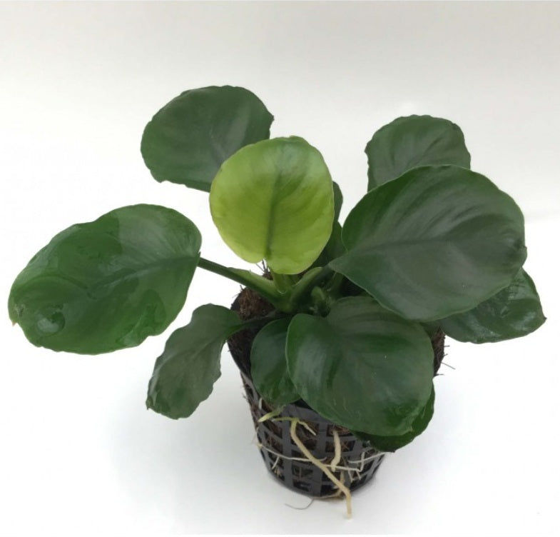 Anubias barteri ‘coin leaf’ - B21C