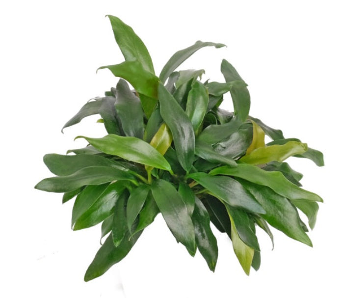 Anubias ‘dragon claw’ - B26C