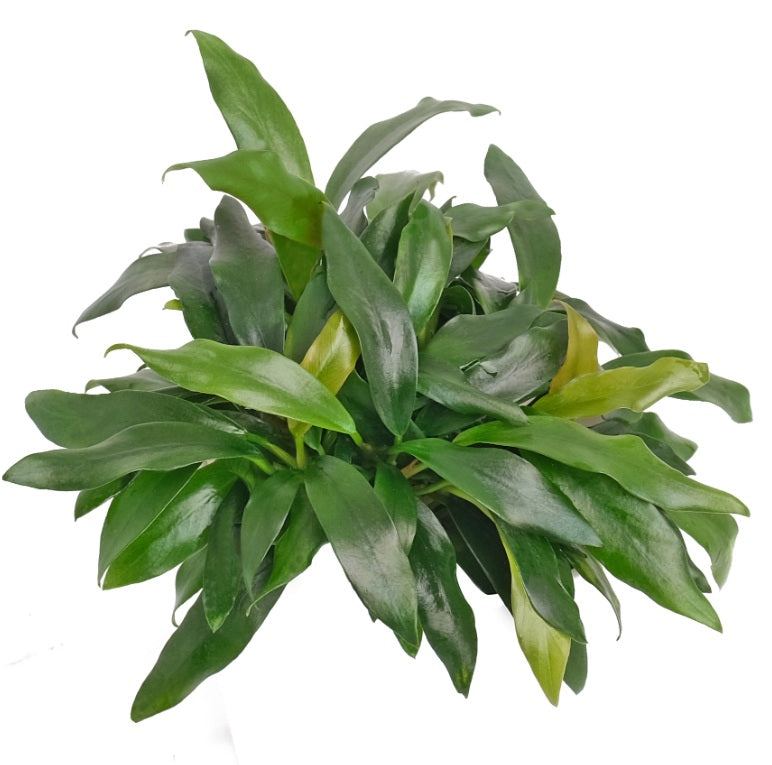 Anubias ‘dragon claw’ - B26C