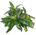 Anubias ‘dragon claw’ - B26C