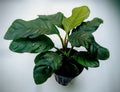 Anubias barteri var Coffeefolia - B3P