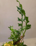 Bolbitis Cuspidata - LC155
