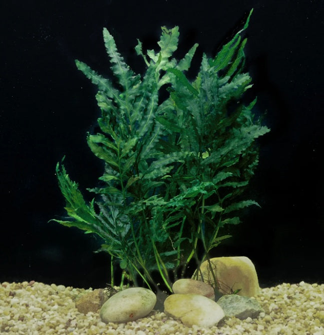 Bolbitis heudelotii- LC113