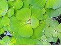 Pistia stratiotes 'Water Cabbage' - FP606