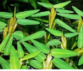 Hygroryza aristata (Floating Bamboo Grass) - FP612