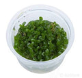 Bacopa caroliniana -  IC037