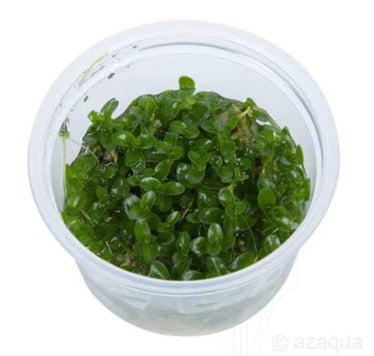 Bacopa caroliniana -  IC037