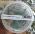 Nymphoides taiwan - IC351