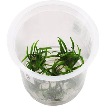 Cardamine Lyrata - IC420