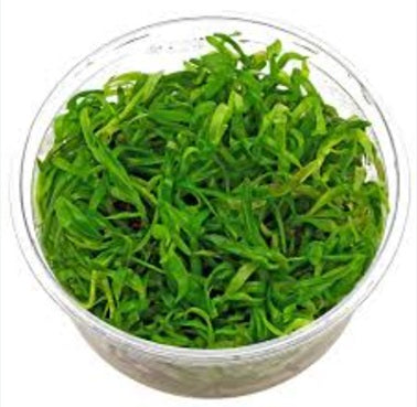 Hetrananthera zosterifolia - IC470