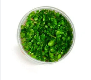 Limnophila aromatica Mini - IC481
