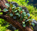 Bucephalandra Mini SP Round - IC508