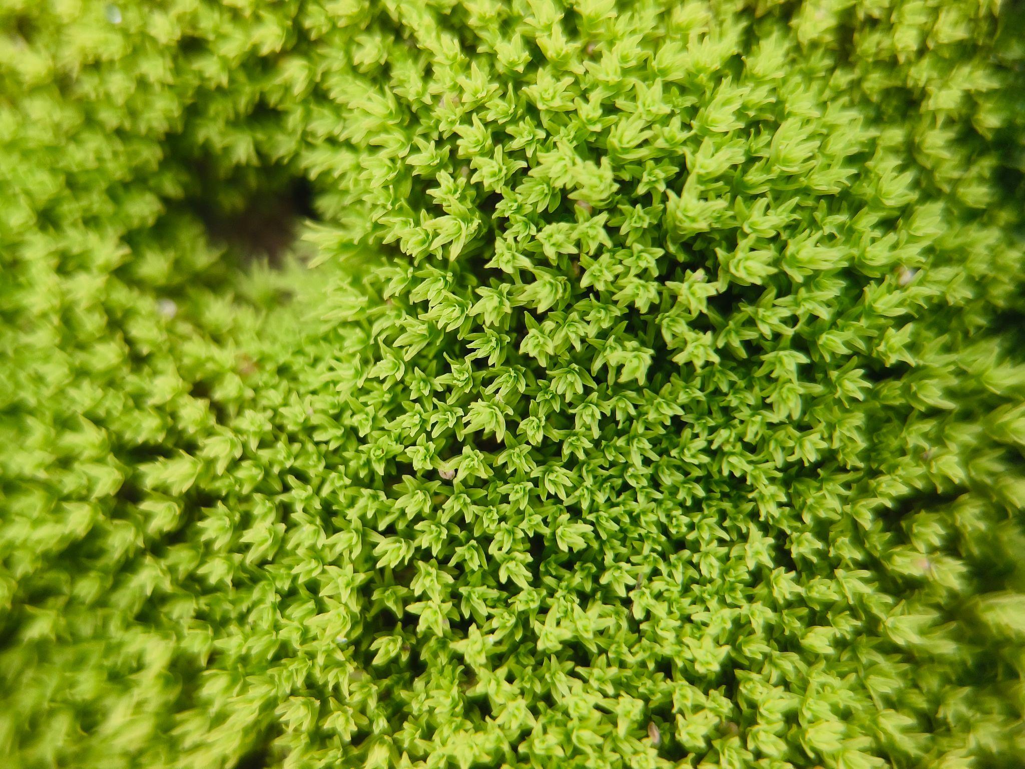 Leucobryum Aduncum - IC550