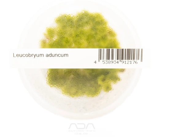 Leucobryum Aduncum - IC550
