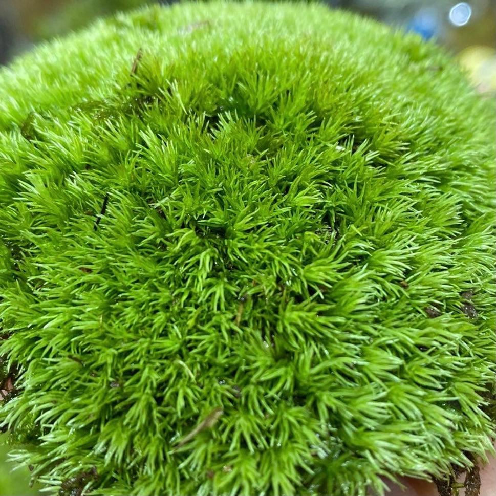 Leucobryum Aduncum - IC550
