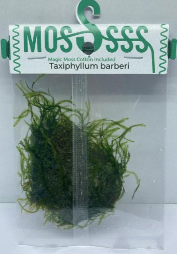 Java Moss - ZP812