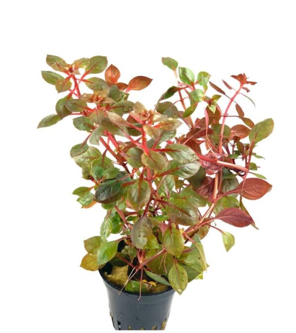 Ludwigia repens ‘Super Red’ - AP407