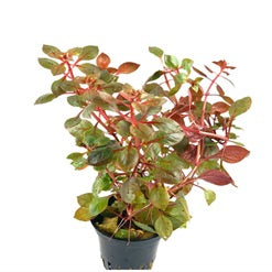 Ludwigia repens ‘Super Red’ - AP407