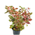 Ludwigia repens ‘Super Red’ - AP407