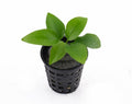 Anubias nana 'gold' - Pot