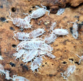 Orange Dalmatian Isopods Pack of 5