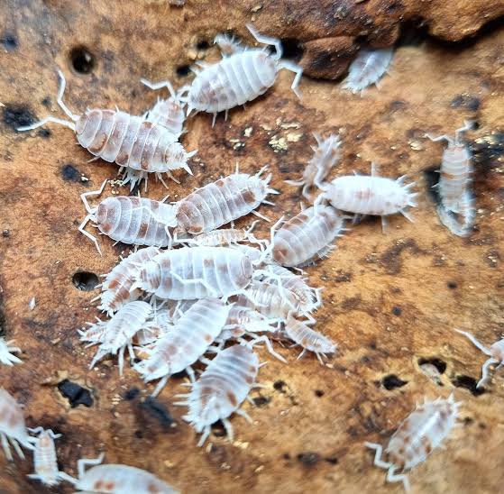 Orange Dalmatian Isopods Pack of 5