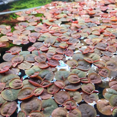 Phyllanthus fluitans - FP611