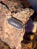 Sevilla Isopods – Porcellio sp. “Sevilla” - Pack of 5
