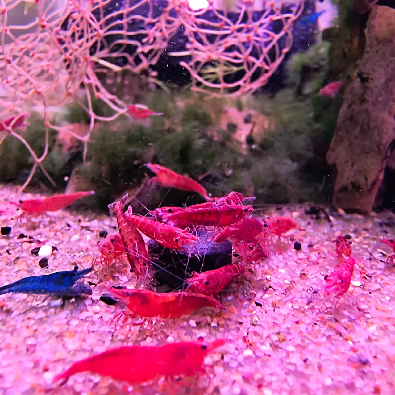 Fishguard - Bottom Feeder Fish Tablets - 25g