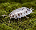 Dairy Cow Isopods – Porcellio laevis Pack of 5