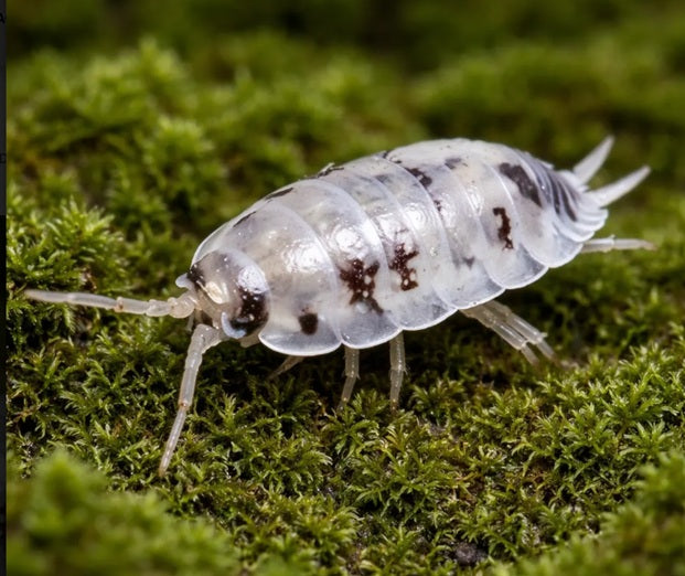 Dairy Cow Isopods – Porcellio laevis Pack of 5