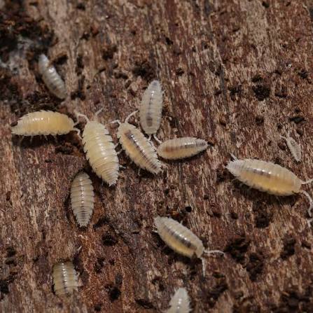 Dwarf White Isopods – Trichoniscus tomentosa Pack of 5