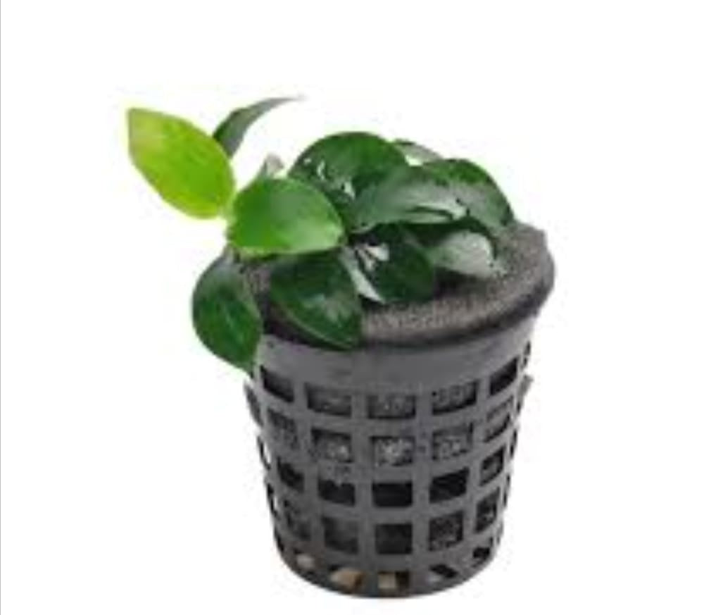 Anubias Barteri var. Nana - Pot