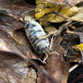 Oreo Crumble Isopods – Porcellio sp. Pack of 5