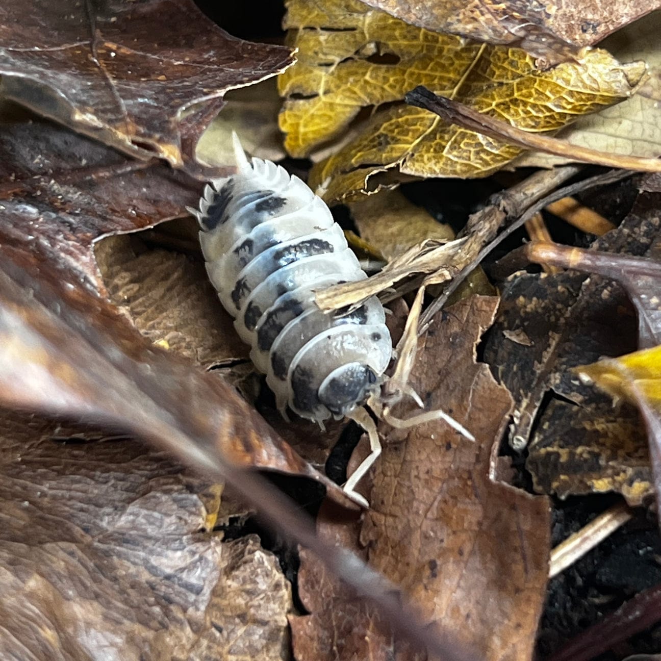 Oreo Crumble Isopods – Porcellio sp. Pack of 5