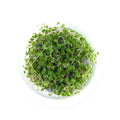 Peperomia emarginella (Trailing Jade) - IC346